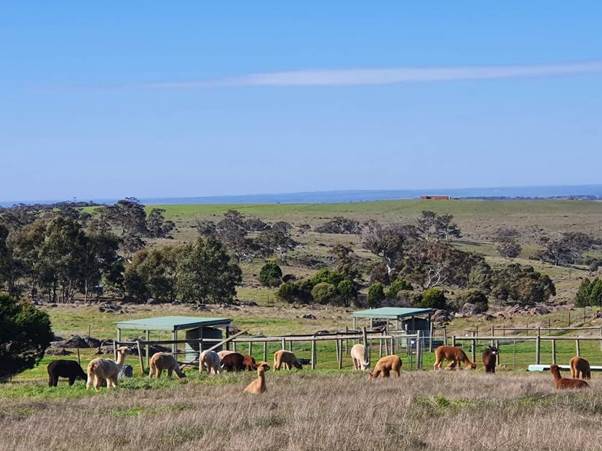 A group of llamas in a field

Description automatically generated
