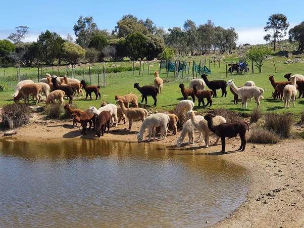A group of llamas drinking water

Description automatically generated